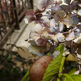 マイマイの画像