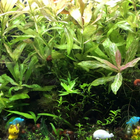 アベニーパファーさんのハンティングの画像