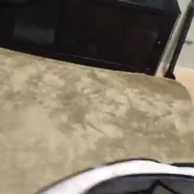 チワワ野生化のまき。の画像