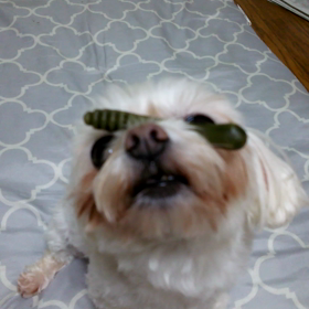 大好きなガムペロリの画像