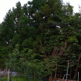 ホトトギスの画像