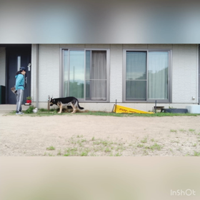 dog training❾の画像