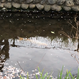 きょうの鯉さがし/動画の画像