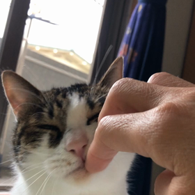 ヨーカ堂5%の葉書無くして。甘えん坊デールの画像