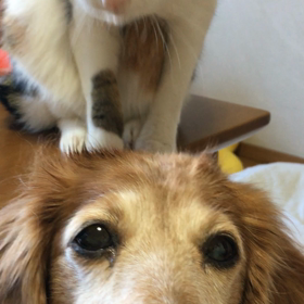 もうすぐチップ君三回忌…旅行は…チップとデール動画。の画像