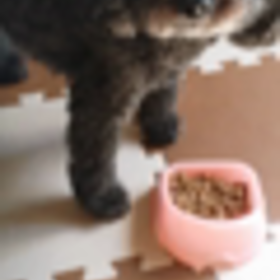 初、動いてるCOCO！の画像