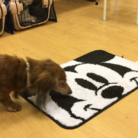 チェリー編。の画像