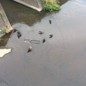 朝撮れなかった鴨！の画像