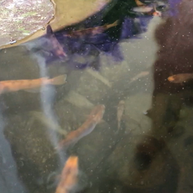 水面を散歩しましたの画像