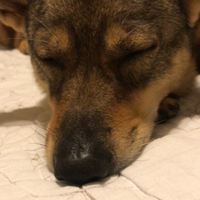 お休みなぅの画像