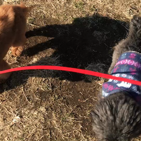 ♪お散歩動画♪代々木公園♪の画像