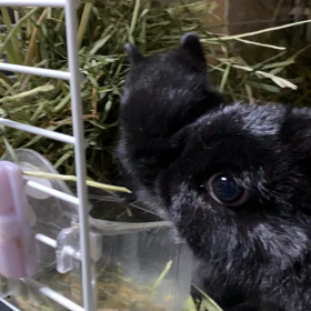 ただもぐもぐしているだけ。。の画像