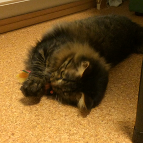 ぱん君動画の画像