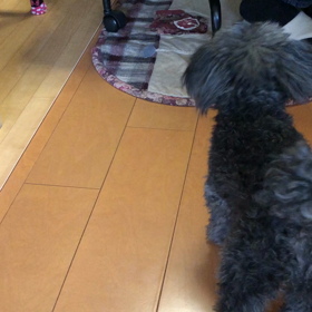 本日のスタッフ犬の画像