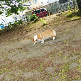 カルガモ親子の画像