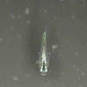 グレーの桶に入れてみた。の画像