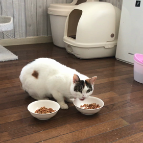 朝ごはんだにゃん！【里親様募集中】の画像