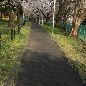 ひとり花見を敢行中。の画像
