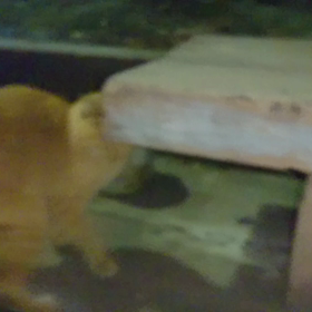 昨夜のノラちゃんの続きの画像