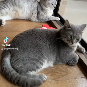 お外の世界が気になるの画像