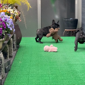 全力で遊ぼの画像