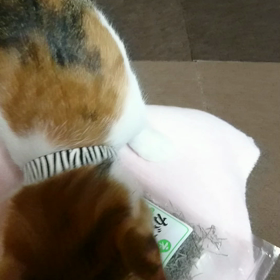 昆布好き？の画像