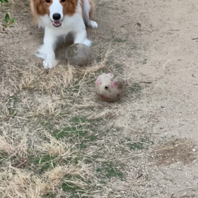 腹腔鏡は楽じゃないよの画像