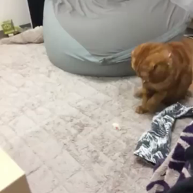 ネズミさん運動の画像