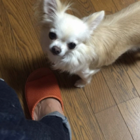 今日もいっぱい遊んだよの画像