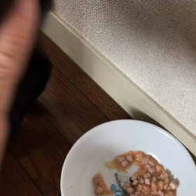 ノワールちゃん無事に帰宅☺️の画像