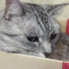 ドライヘッドスパの画像