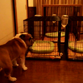 T-でん( ; ゜Д゜)の画像