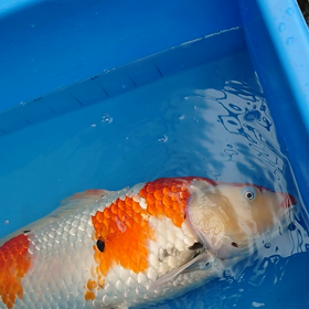 横たわるの画像