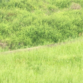 ツバメのヒナの画像