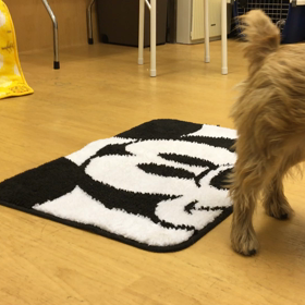 さすが、先輩っス。の画像