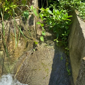 緑の自然へドライブ⭐︎宮古島⭐︎高齢妊婦の画像