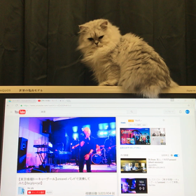 いつものマリーの画像