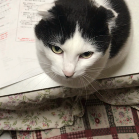 可愛い過ぎる妨害行為の画像