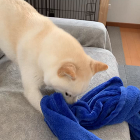 荒ぶるユキの画像