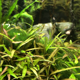 水草から気泡の画像