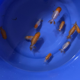 上手に付き合えば楽なヒト？の画像