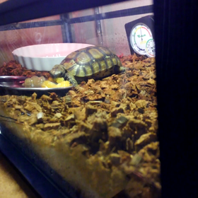 元気玉をありがとう　ベルセオレガメの立ち上げの画像