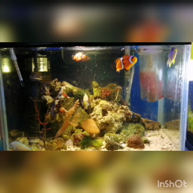 海水魚水槽も餌やりの画像