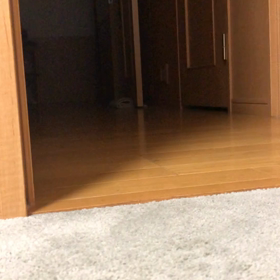 コロナ感染者が減らないままジム再開。デールちゃんも運動します。の画像