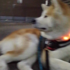 寒さがぶり返してきた感じですが、散歩中水を飲みたがる傾向の未来丸‼️だんだん大変な季節、暑い夏にの画像