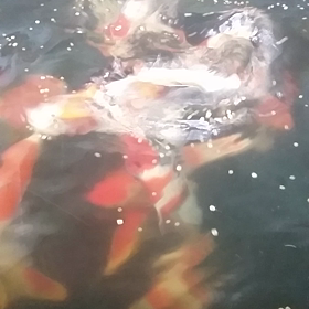 今日の当歳の画像