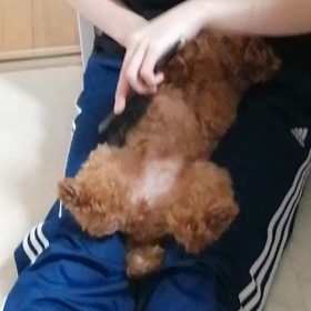 朝のブラッシングの画像