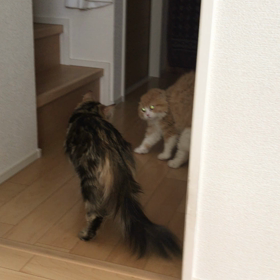 【威嚇】病院の匂いがついたメルさんを他人だと思ってしまっての威嚇の画像