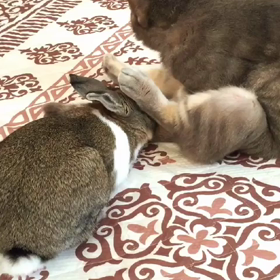 振り向けば…の画像