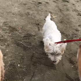 ♪お散歩動画♪お台場海浜公園♪の画像